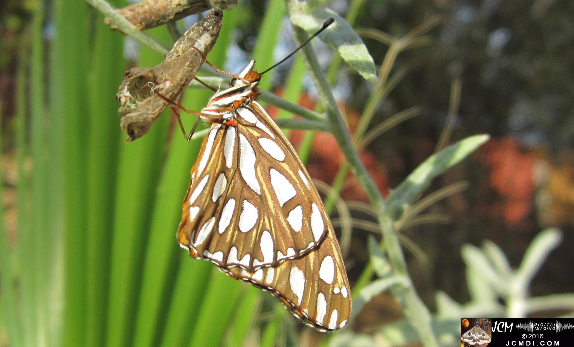 20160920 IMG_0791 Gulf Fritillary Butterfly emerged in sunlight.jpg